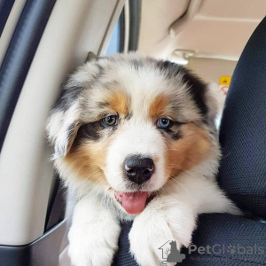 Photo №2 to announcement № 78584 for the sale of australian shepherd - buy in Germany private announcement