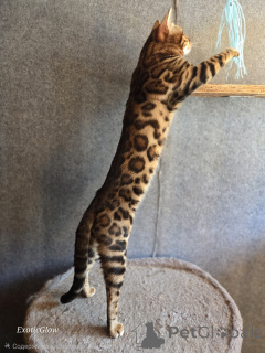 Photo №1. Mating service - breed: bengal cat. Price - negotiated