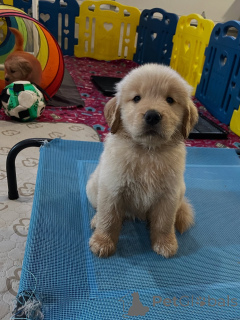 Photo №1. golden retriever - for sale in the city of Szczecin | negotiated | Announcement № 163719