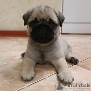 Photo №2 to announcement № 80757 for the sale of  - buy in Moldova breeder
