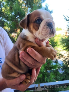 Additional photos: English bulldog