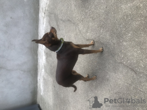 Photo №3. Purebred toy terrier puppy 1.5 years old Bonya. France