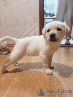 Additional photos: Labrador puppies