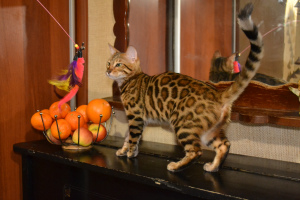 Photo №1. bengal cat - for sale in the city of Никополь | 421$ | Announcement № 4613
