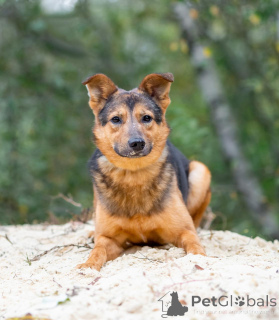 Photo №2 to announcement № 156551 for the sale of non-pedigree dogs - buy in Russian Federation private announcement