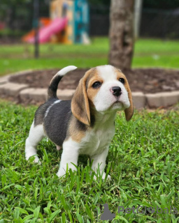 Photo №4. I will sell beagle in the city of Freiburg im Breisgau. private announcement - price - 380$