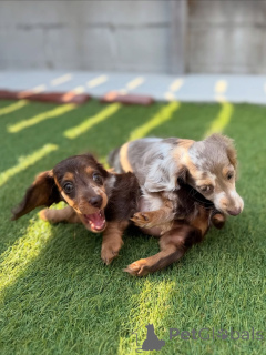 Photo №3. Cute adorable Dachshund Puppies for sale contact whatsapp business 447450021323. Finland