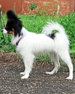 Photo №4. I will sell papillon dog in the city of Szczecin. private announcement, breeder - price - 884$