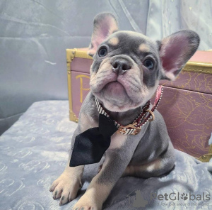 Photo №2 to announcement № 117661 for the sale of french bulldog - buy in Russian Federation private announcement