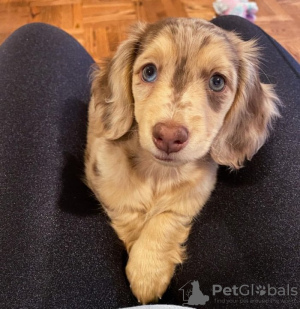 Photo №1. dachshund - for sale in the city of Bernkastel-Kues | negotiated | Announcement № 118735