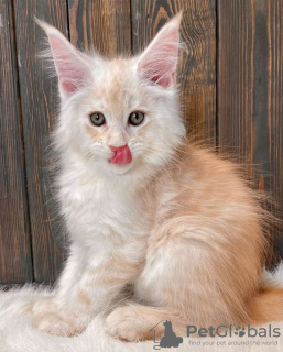 Photo №1. maine coon - for sale in the city of Sydney | 750$ | Announcement № 89832