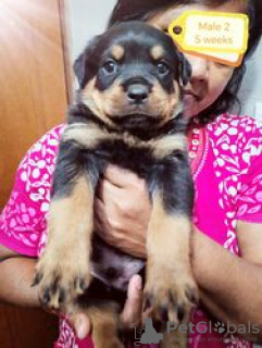 Photo №4. I will sell rottweiler in the city of Jever.  - price - Is free