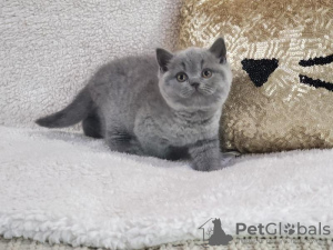 Photo №1. british shorthair - for sale in the city of Антверпен | Is free | Announcement № 115063