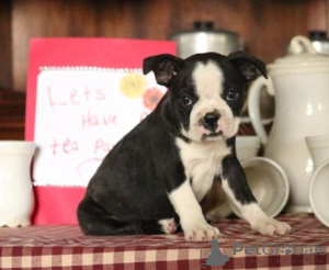 Photo №2 to announcement № 136955 for the sale of boston terrier - buy in Switzerland breeder
