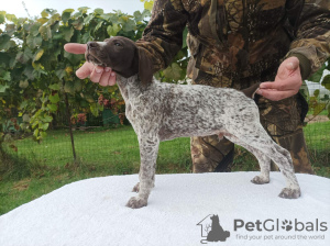 Photo №1. german shorthaired pointer - for sale in the city of Mogilyov | negotiated | Announcement № 26352