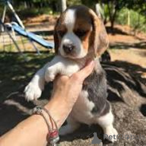 Photo №2 to announcement № 166587 for the sale of beagle - buy in Belgium private announcement, breeder