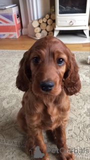 Photo №2 to announcement № 156807 for the sale of irish setter - buy in Germany from the shelter, breeder