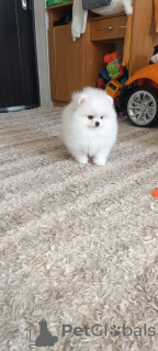 Photo №4. I will sell pomeranian in the city of Bremen. private announcement - price - 380$