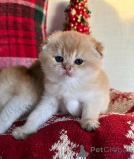 Photo №1. Male and female Scottish Fold kittens available now for sale in the city of BRAMPTON. Price - Is free. Announcement № 162973