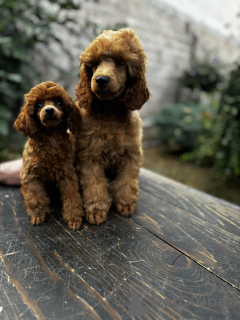 Photo №1. poodle (dwarf) - for sale in the city of Belgrade | 528$ | Announcement № 122578