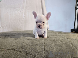 Photo №1. french bulldog - for sale in the city of Alberville | Is free | Announcement № 172354