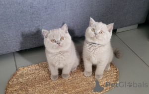 Photo №1. british shorthair - for sale in the city of Baienfurt | 361$ | Announcement № 172015