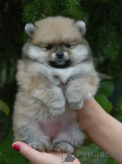 Photo №1. non-pedigree dogs - for sale in the city of Minsk | 254$ | Announcement № 13649