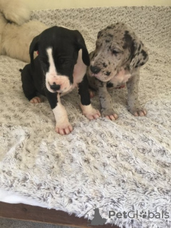 Photo №3. Twee schattige 10 weken oude Duitse Dog-puppy's. Netherlands