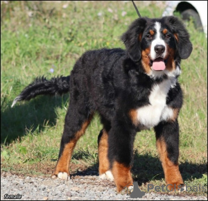 Photo №3. Bernese Mountain Dog. Serbia