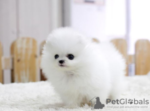 Photo №1. pomeranian - for sale in the city of Münster | 317$ | Announcement № 42339