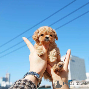Photo №2 to announcement № 138635 for the sale of poodle (toy) - buy in United States breeder