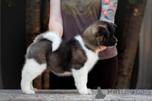 Photo №2 to announcement № 155108 for the sale of american akita - buy in Russian Federation from nursery, breeder