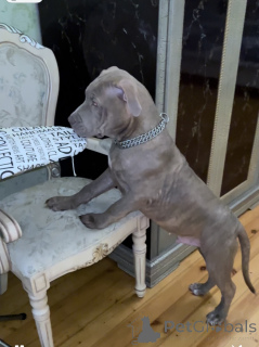 Photo №3. Pit bull puppy. Azerbaijan