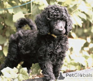 Photo №4. I will sell poodle (royal) in the city of Trier. breeder - price - negotiated