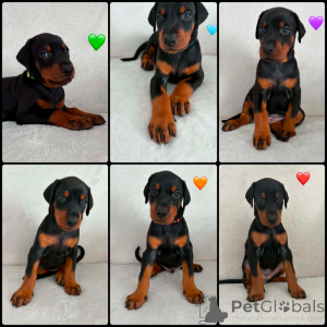 Photo №1. dobermann - for sale in the city of Lopare | negotiated | Announcement № 173490