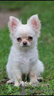 Photo №1. chihuahua - for sale in the city of Balykesir | negotiated | Announcement № 167328