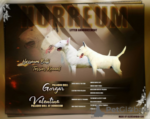 Photo №4. I will sell bull terrier in the city of Москва.  - price - negotiated