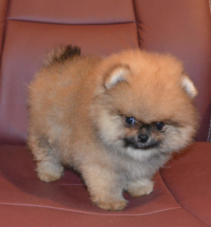 Photo №4. I will sell pomeranian in the city of Москва. breeder - price - 787$