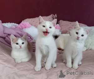 Photo №1. european shorthair - for sale in the city of Zerbst | 329$ | Announcement № 150498