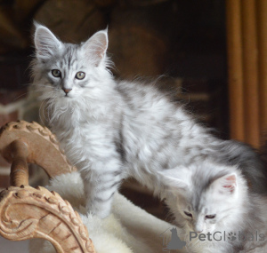 Photo №3. Maine coon kitten available. Luxembourg