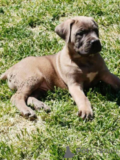 Photo №4. I will sell cane corso in the city of Žitište.  - price - negotiated