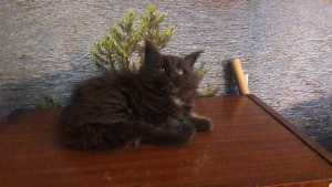 Photo №2 to announcement № 2399 for the sale of maine coon - buy in Ukraine from nursery