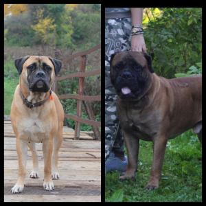 Additional photos: Bullmastiff puppies