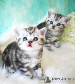 Photo №1. british shorthair - for sale in the city of Fedorovka | negotiated | Announcement № 64742
