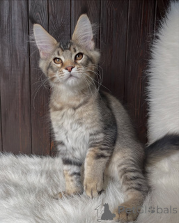 Photo №2 to announcement № 155324 for the sale of maine coon - buy in Netherlands private announcement
