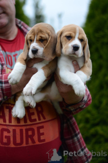 Photo №4. I will sell beagle in the city of Minsk. from nursery - price - 194$