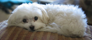 Photo №1. Mating service - breed: maltese dog. Price - 150$