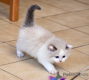 Photo №1. ragdoll - for sale in the city of Heinävesi | Is free | Announcement № 177057
