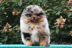 Photo №1. non-pedigree dogs - for sale in the city of Ларошетт | 634$ | Announcement № 70997