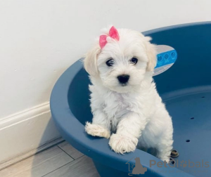 Photo №1. maltese dog - for sale in the city of Stockholm | negotiated | Announcement № 113170